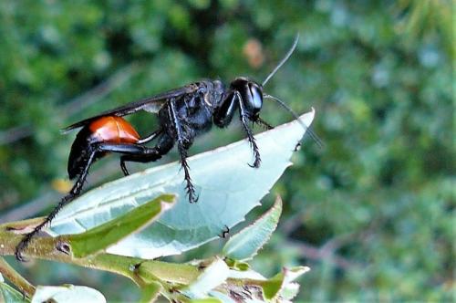 Palmodes occitanicus